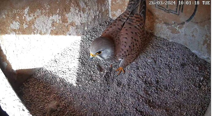 Screenshot_20240326-090143~2