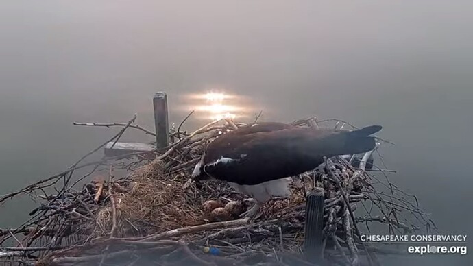 osch_230606_Audrey_3eggs