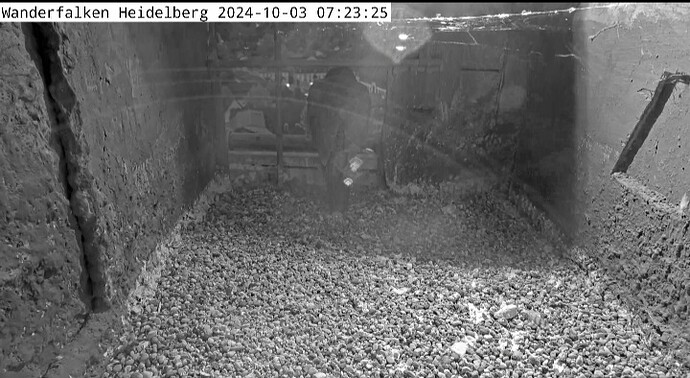 Screenshot_20241003-072010_DuckDuckGo