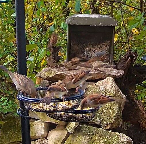 Spatzengemenge 1 22.10.24