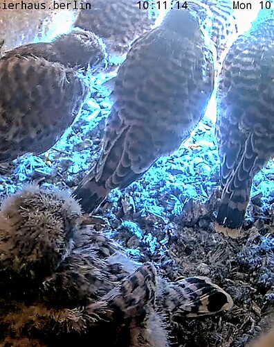 Screenshot_2024-06-10-10-11-44-005_com.android.chrome