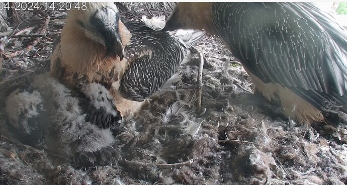 Familienidylle 17.04.24