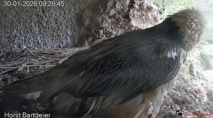 M verläßt Gelege 30.01.26