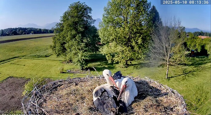 Screenshot_2025-05-10-08-45-41-655_com_1746859743084.google.android.youtube