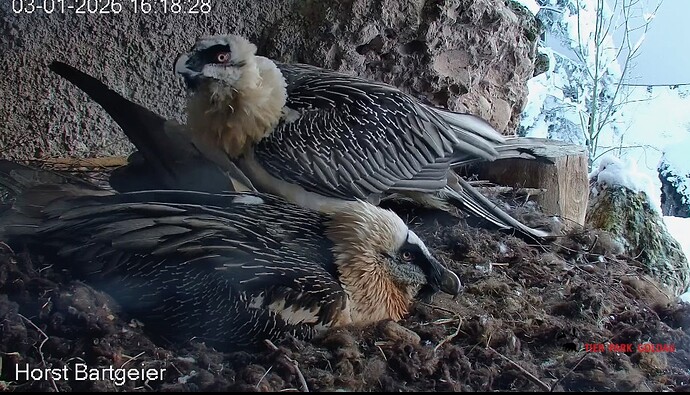 Screenshot_2026-01-03-16-19-32-530_com.android.chrome~2