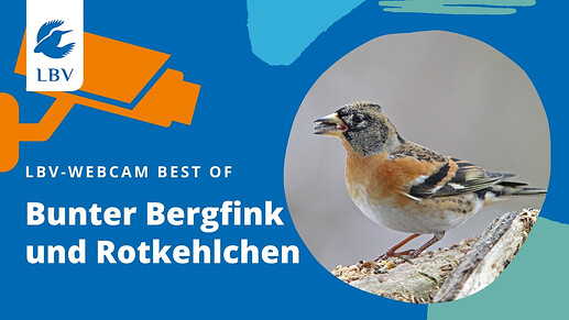 Bunter Bergfink und Rotkehlchen