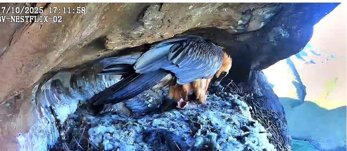 Screenshot 2025-10-17 171550