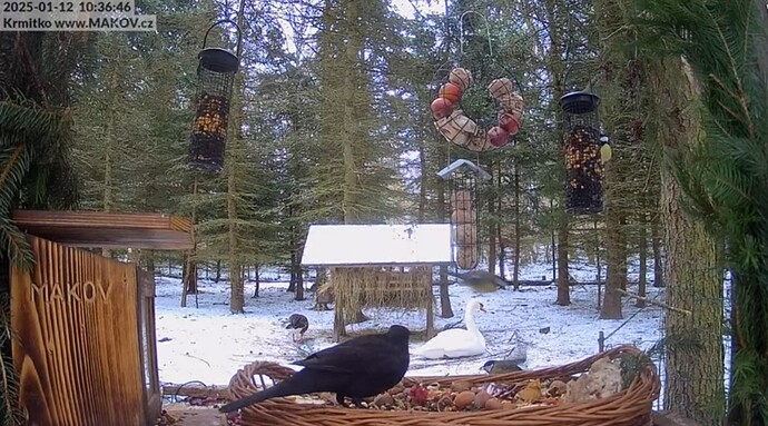 Screenshot_20250112_103703_YouTube