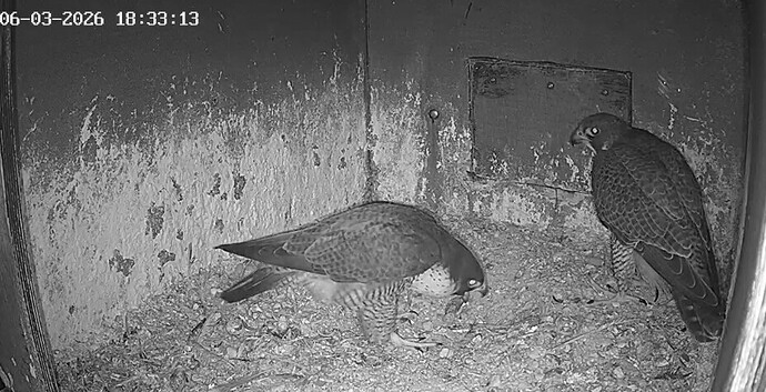 Screenshot_20260306_182656_Chrome