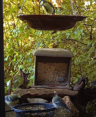 Kohlis drei 22.06.24