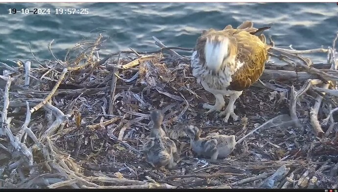 Screenshot 2024-10-19 131912