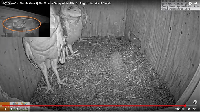 BOFL_221203_3c_in_ad_out