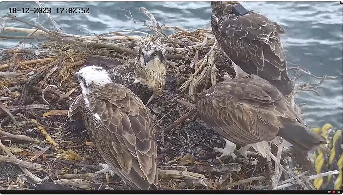 Screenshot 2023-12-18 111156