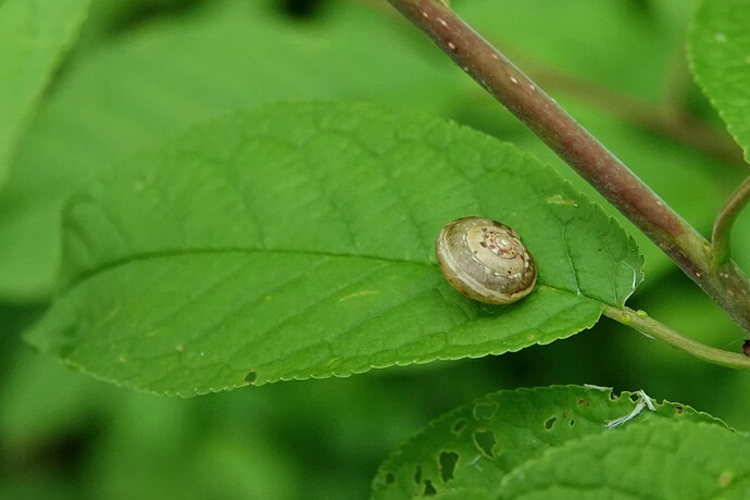 DSC03868_1