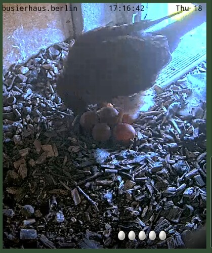 Screenshot_20240418-172100_Video Editor