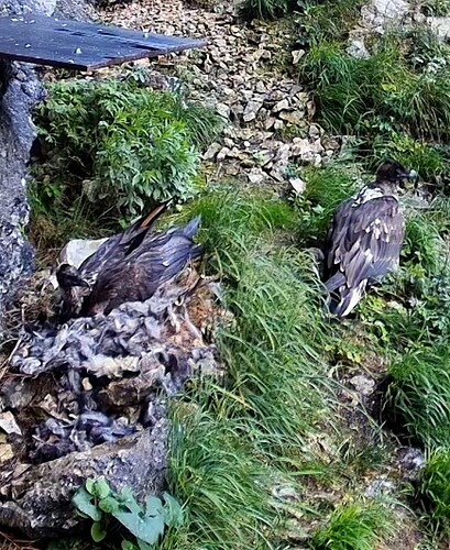 Screenshot_20250712-130341_Chrome