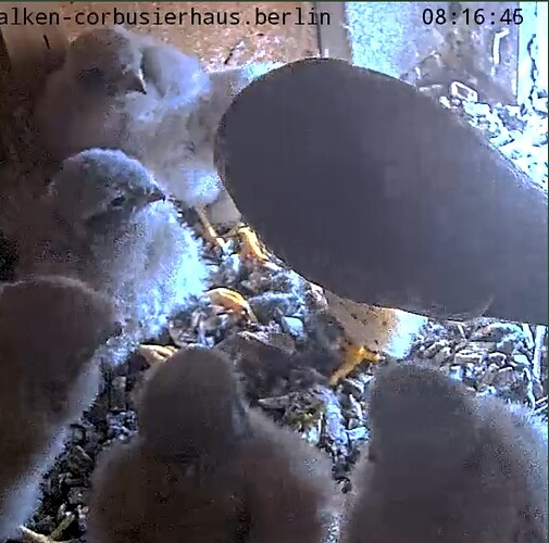 Screenshot_2024-05-31-08-17-06-277_com.android.chrome