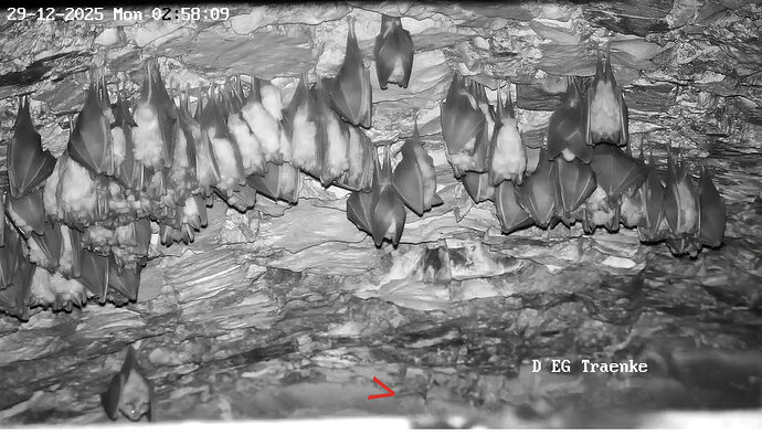 2025-12-29 ab 01.00_5 Glattnase auf Rahmen