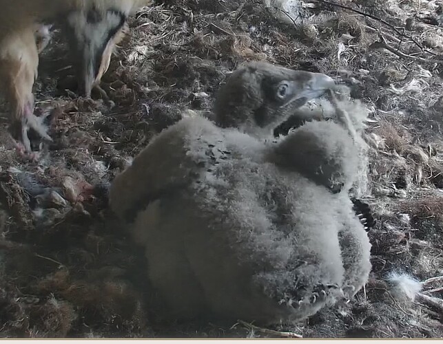 Dann ess ich eben Wollfäden 03.04.24