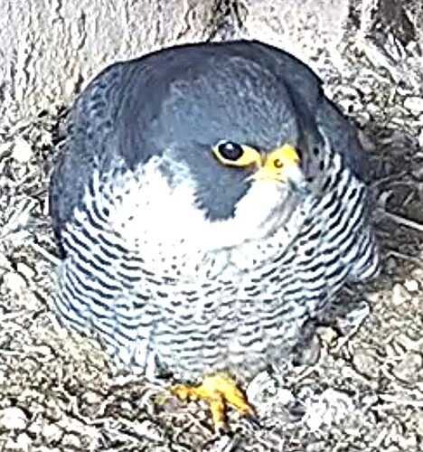 Screenshot_2026-02-07-11-42-48-928_com.android.chrome