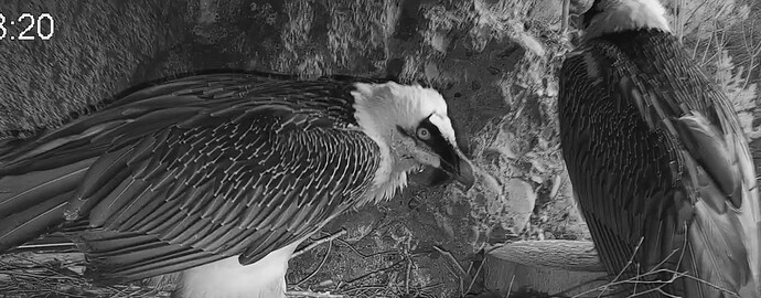 Hans frißt 08.12.25