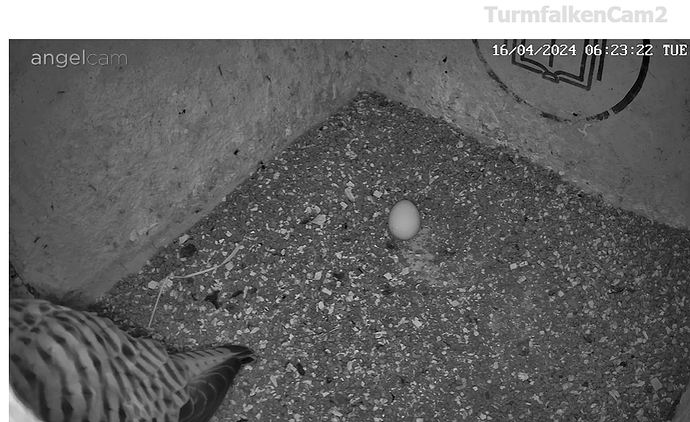 Screenshot 2024-04-16 062352