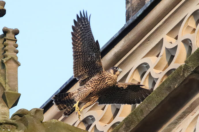 Jungfalke abends 8a