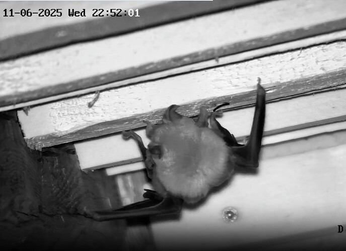 Screenshot_20250611-225217_Chrome