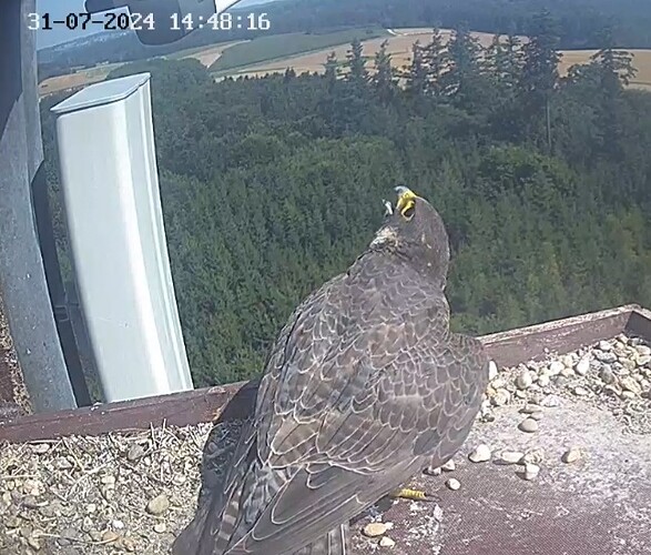 Screenshot_20240731_154655_Chrome