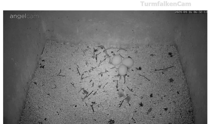 Screenshot 2024-04-16 063241