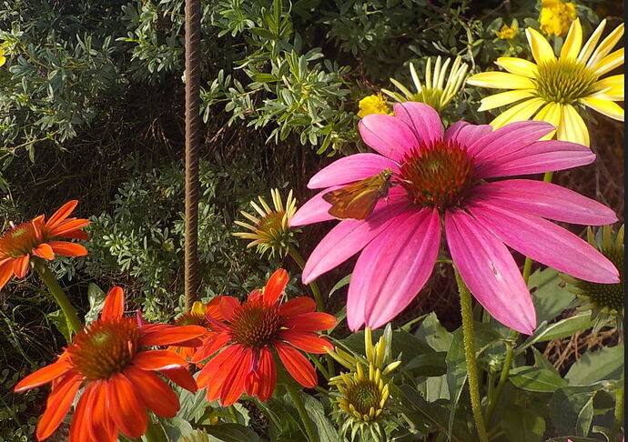 Snap_2026.07.20_08h20m55s_002_