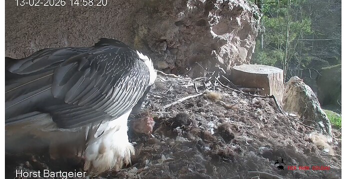 Screenshot_20260213-145922~2