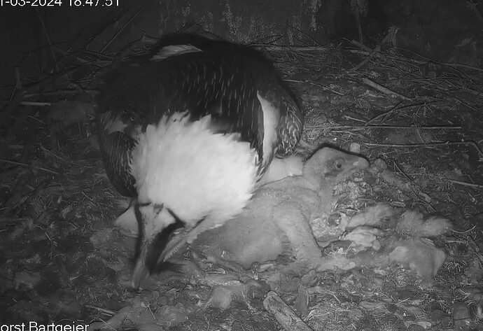 Schlafstörung 31 03 24