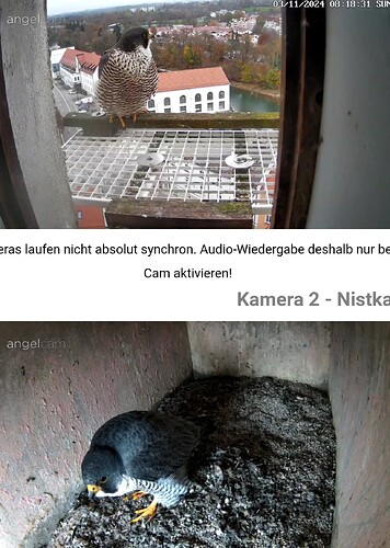 Screenshot_20241103-081851~2