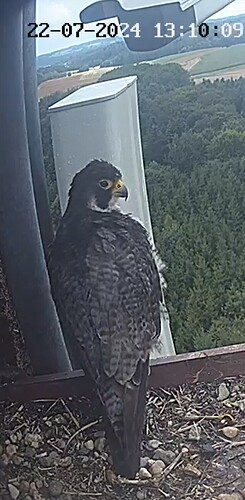 Screenshot_20240722_140900_Chrome