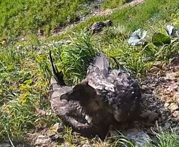 Screenshot_2025-06-12-06-34-25-722_com.android.chrome