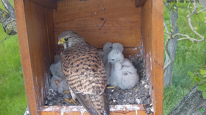 tfhu_230528_chicks_bug_goes