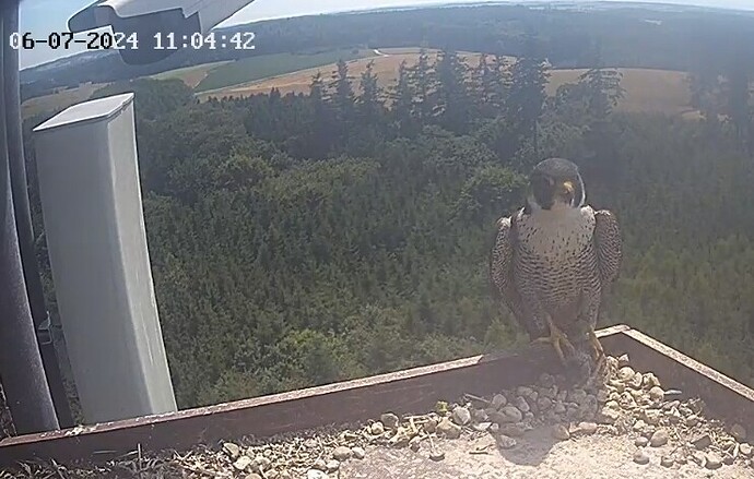 Screenshot_20240706_120329_Chrome