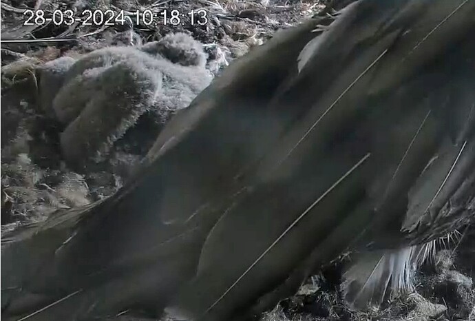 Screenshot_2024-03-28-10-18-29-037_com.android.chrome