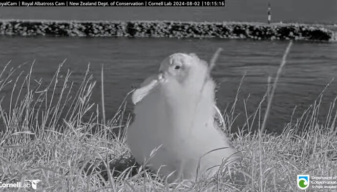 Screenshot_2024-08-02-06-38-28-056_com.google.android.youtube