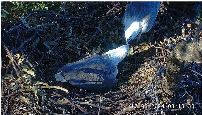 Screenshot 2024-08-17 003454