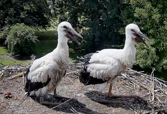 Screenshot_2025-07-18-11-57-59-046_com.google.android.youtube