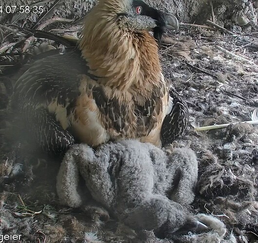 Screenshot_2024-03-30-07-58-46-002_com.android.chrome