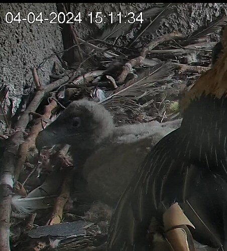 Screenshot_20240404-151147~2