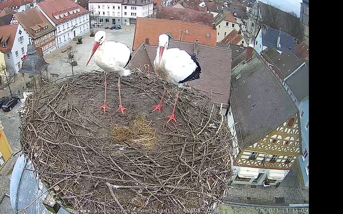 Bild