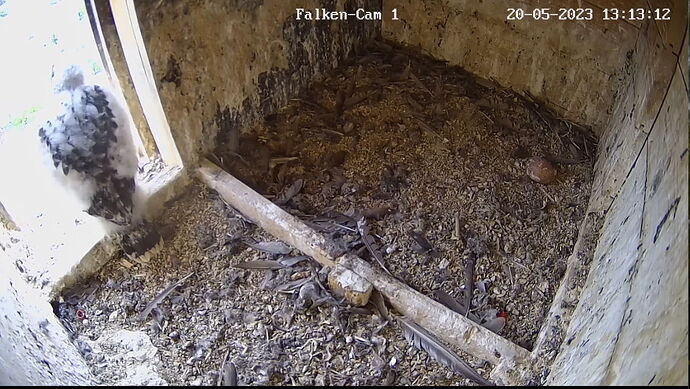 Snap_2023.05.20_13h13m41s_015_