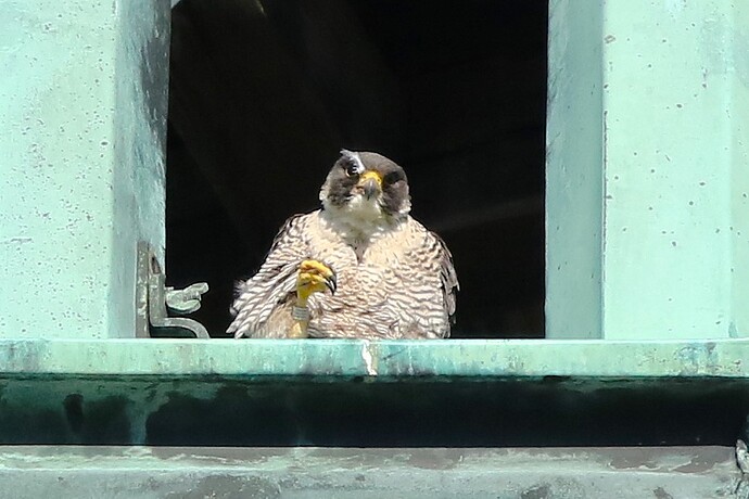 Wanda in der Kuppel 2