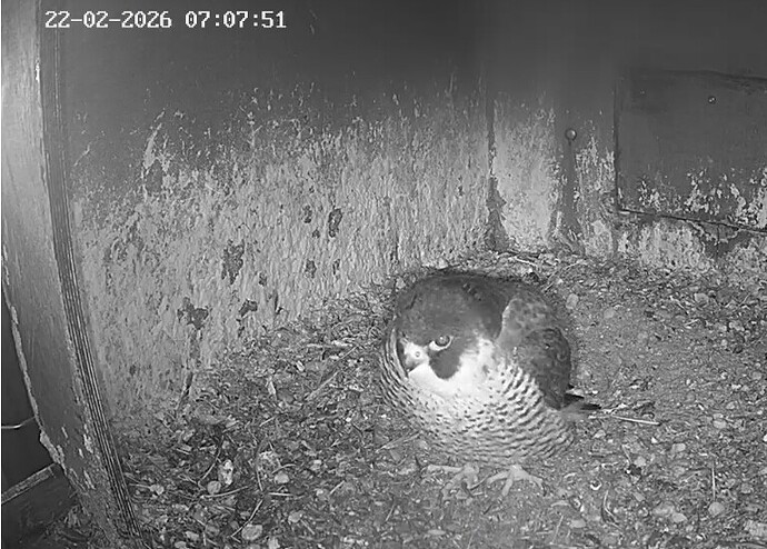 Screenshot_20260222_070354_Chrome