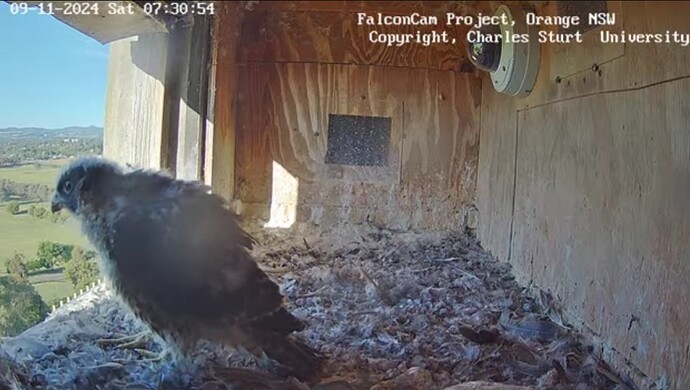 Screenshot_20241108_213111_Chrome