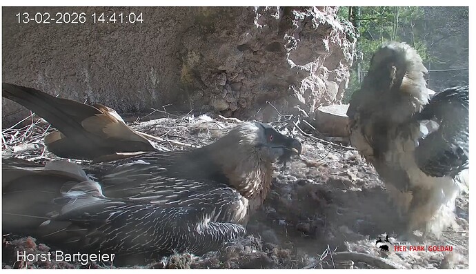 Screenshot_20260213-144208~2